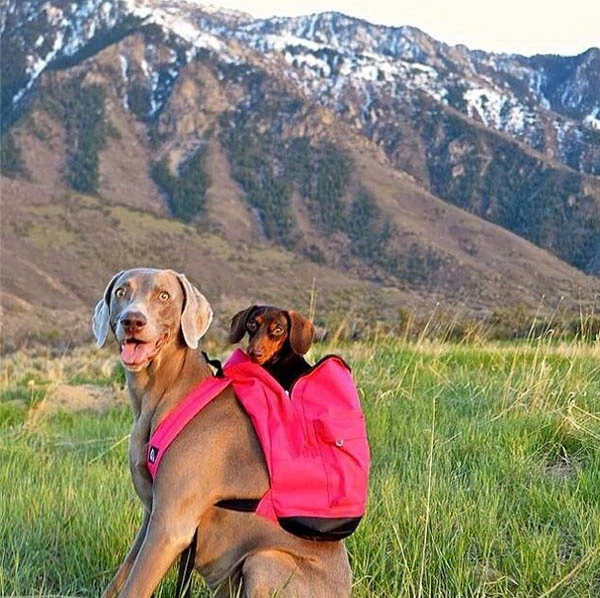 Insta-cuteness: Διάσημα παιχνιδιάρικα σκυλάκια με δικό τους instagram - εικόνα 5