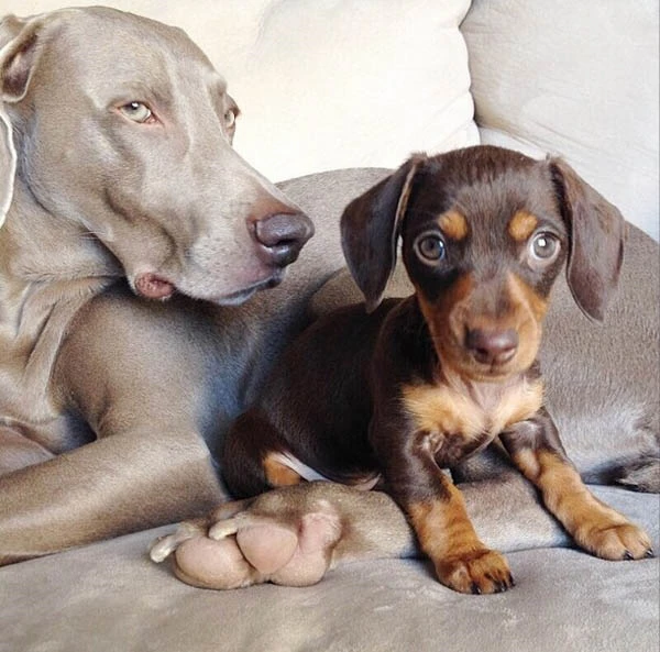 Insta-cuteness: Διάσημα παιχνιδιάρικα σκυλάκια με δικό τους instagram - εικόνα 4