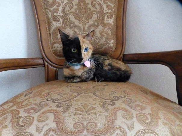 Venus: Η γάτα με τα δύο πρόσωπα - εικόνα 3