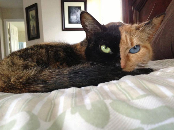 Venus: Η γάτα με τα δύο πρόσωπα
