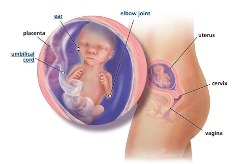 Ανάλυσέ το: Η ανάπτυξη του εμβρύου σε κάθε εβδομάδα κύησης!  - εικόνα 4