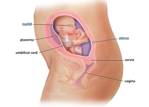 Ανάλυσέ το: Η ανάπτυξη του εμβρύου σε κάθε εβδομάδα κύησης!  - εικόνα 5