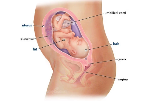 Ανάλυσέ το: Η ανάπτυξη του εμβρύου σε κάθε εβδομάδα κύησης!  - εικόνα 6