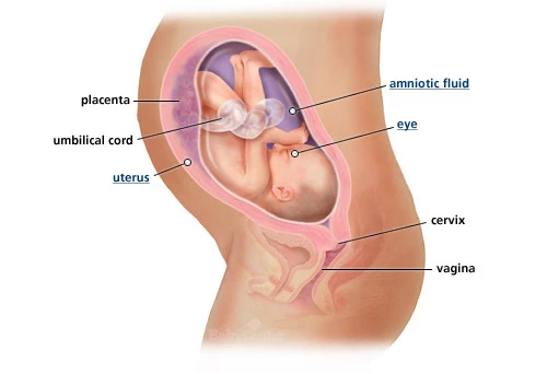 Ανάλυσέ το: Η ανάπτυξη του εμβρύου σε κάθε εβδομάδα κύησης!  - εικόνα 7