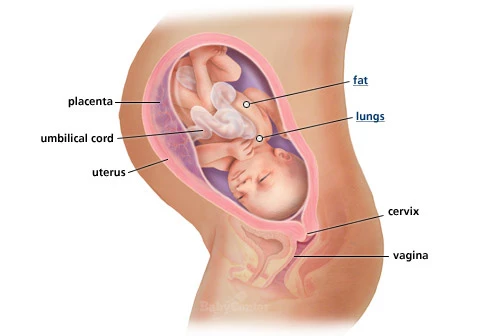 Ανάλυσέ το: Η ανάπτυξη του εμβρύου σε κάθε εβδομάδα κύησης!  - εικόνα 8