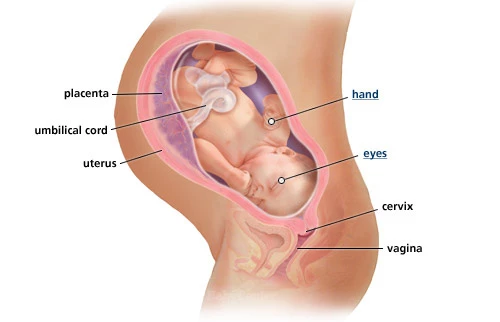 Ανάλυσέ το: Η ανάπτυξη του εμβρύου σε κάθε εβδομάδα κύησης!  - εικόνα 9
