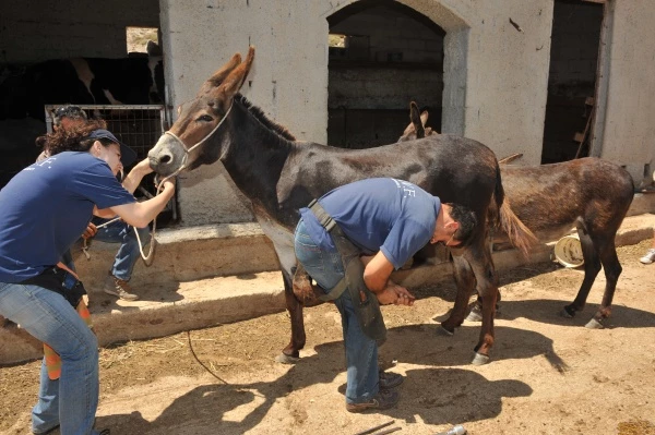 Save the Donkey από την Kiehl's στη Μύκονο - εικόνα 6
