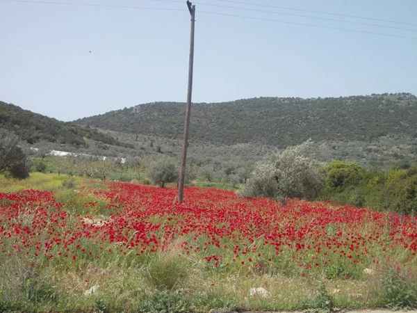 Γράμμα Νο 12: Το ταξίδι της Σάντυ Κουτσοσταμάτη και τα μαθήματα ζωής - εικόνα 5